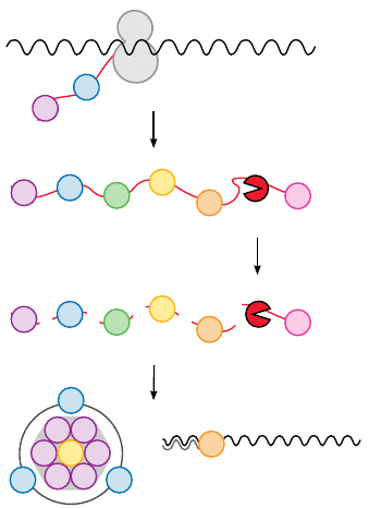 Function of virus proteases