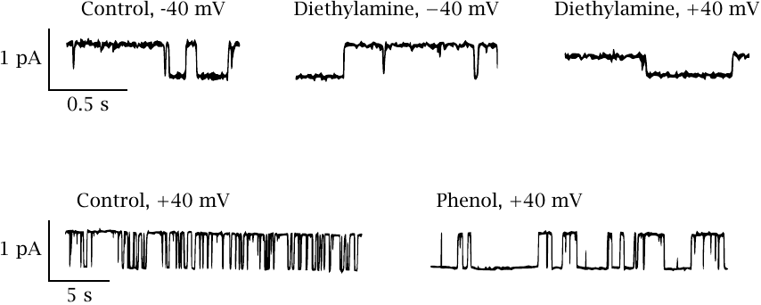 Effects of diethylamine and of phenol on NaV channel conductance