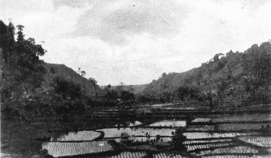 Photograph of terraced rice paddies in Brastagi, Sumatra