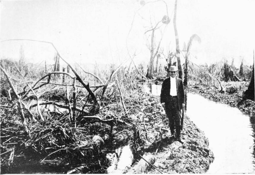 Photograph of dead trees in former jungle that was submerged by dammed
                water close to Gatun