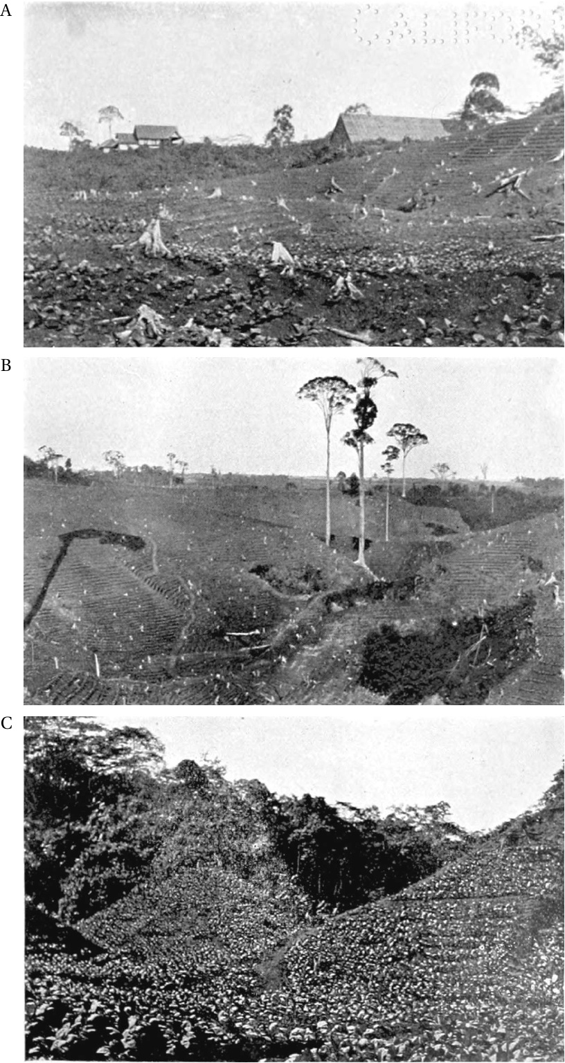 Three photographs taken at Toentoengan estate, showing coolie housings,
                  a ravine, and adjoining djungle.