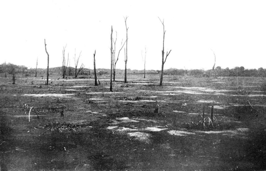 Photograph of dead trees in a filled-in former swamp close to Gatun