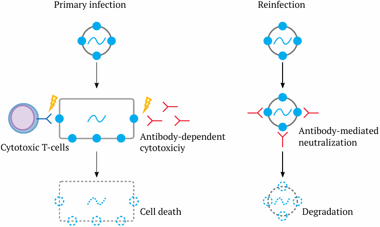 cartoon illustration of immune response to viral infection